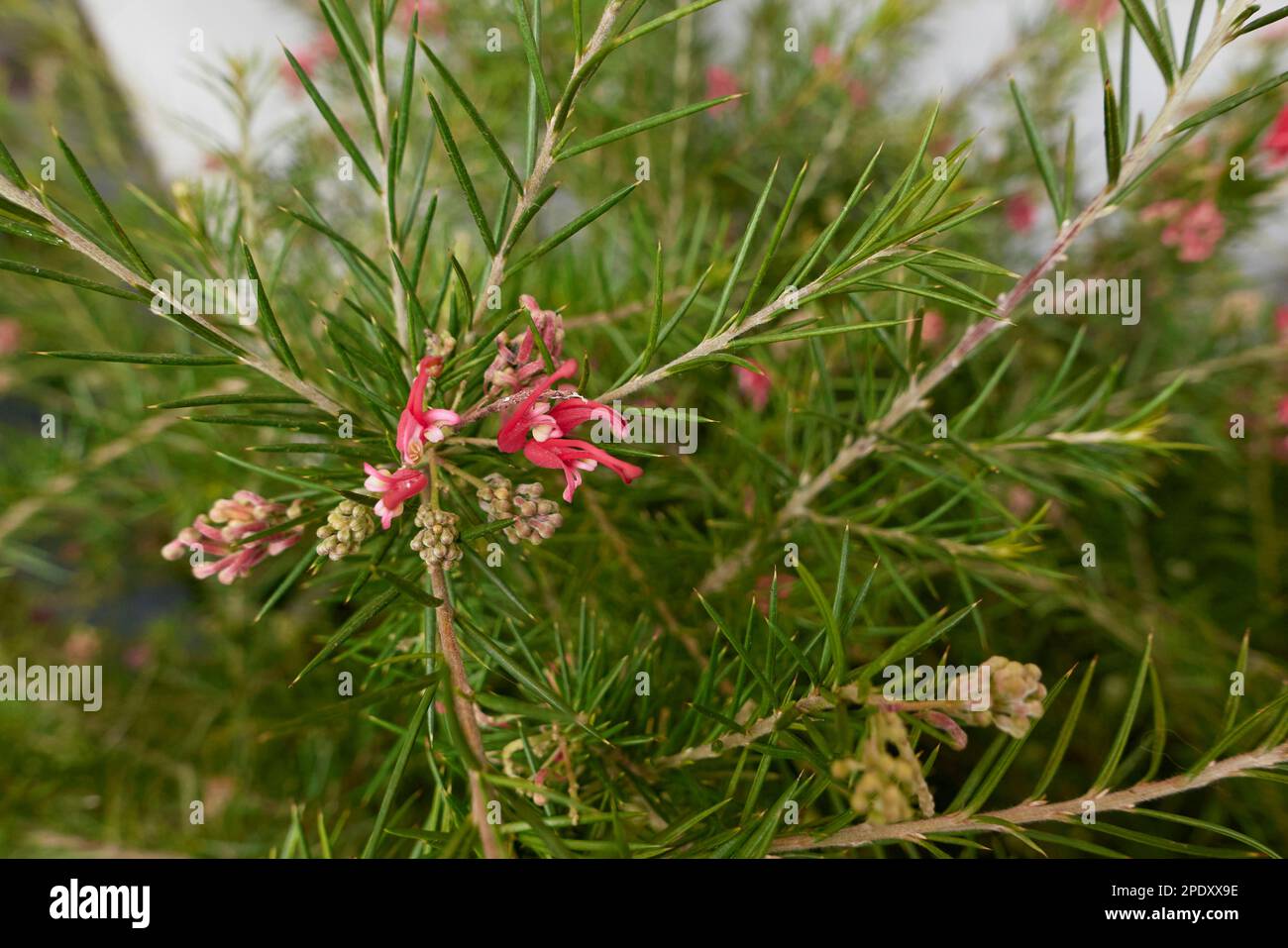 Grevillea rosmarinifolia red inflorescence Stock Photo - Alamy