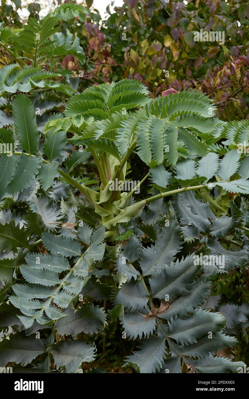 Melianthus major fresh leaves Stock Photo