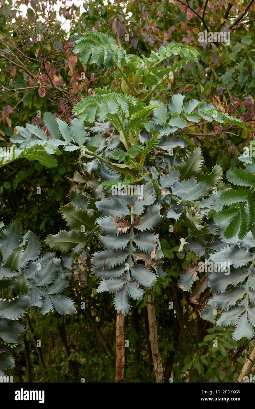 Melianthus major fresh leaves Stock Photo