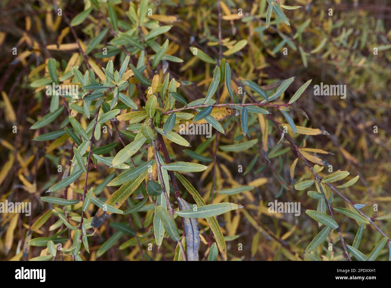 Salix purpurea nana branch close up Stock Photo