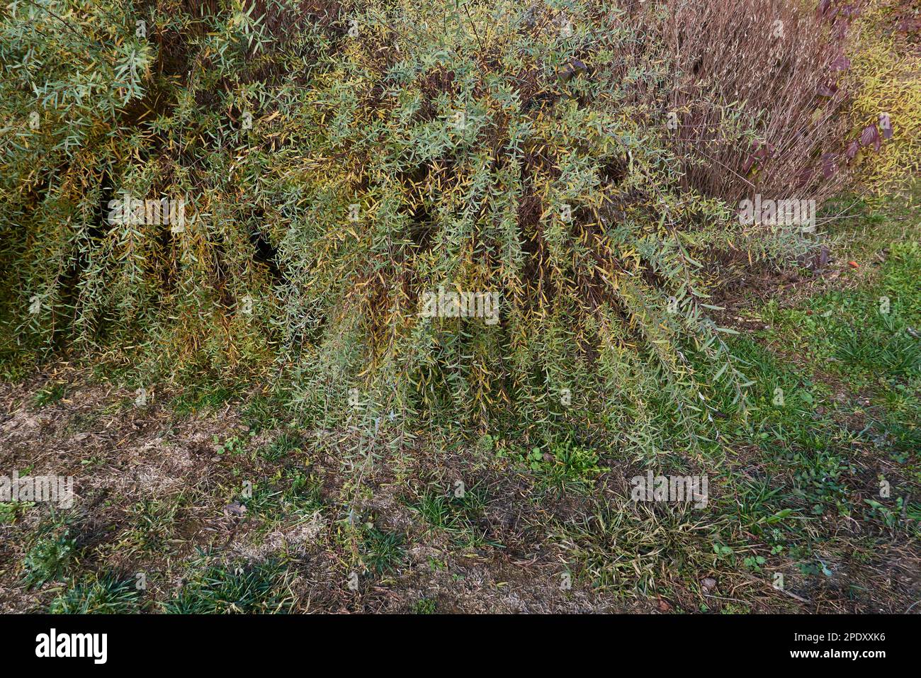 Salix purpurea nana branch close up Stock Photo