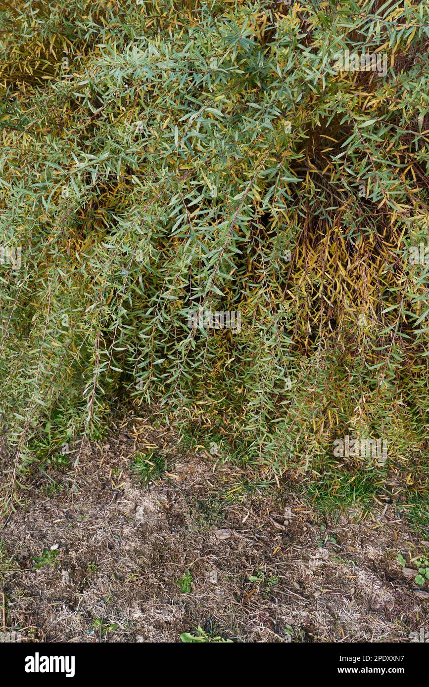 Salix purpurea nana branch close up Stock Photo