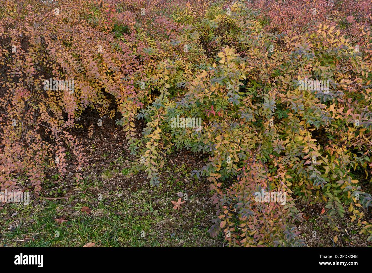 Spiraea cantoniensis colorful leaves Stock Photo