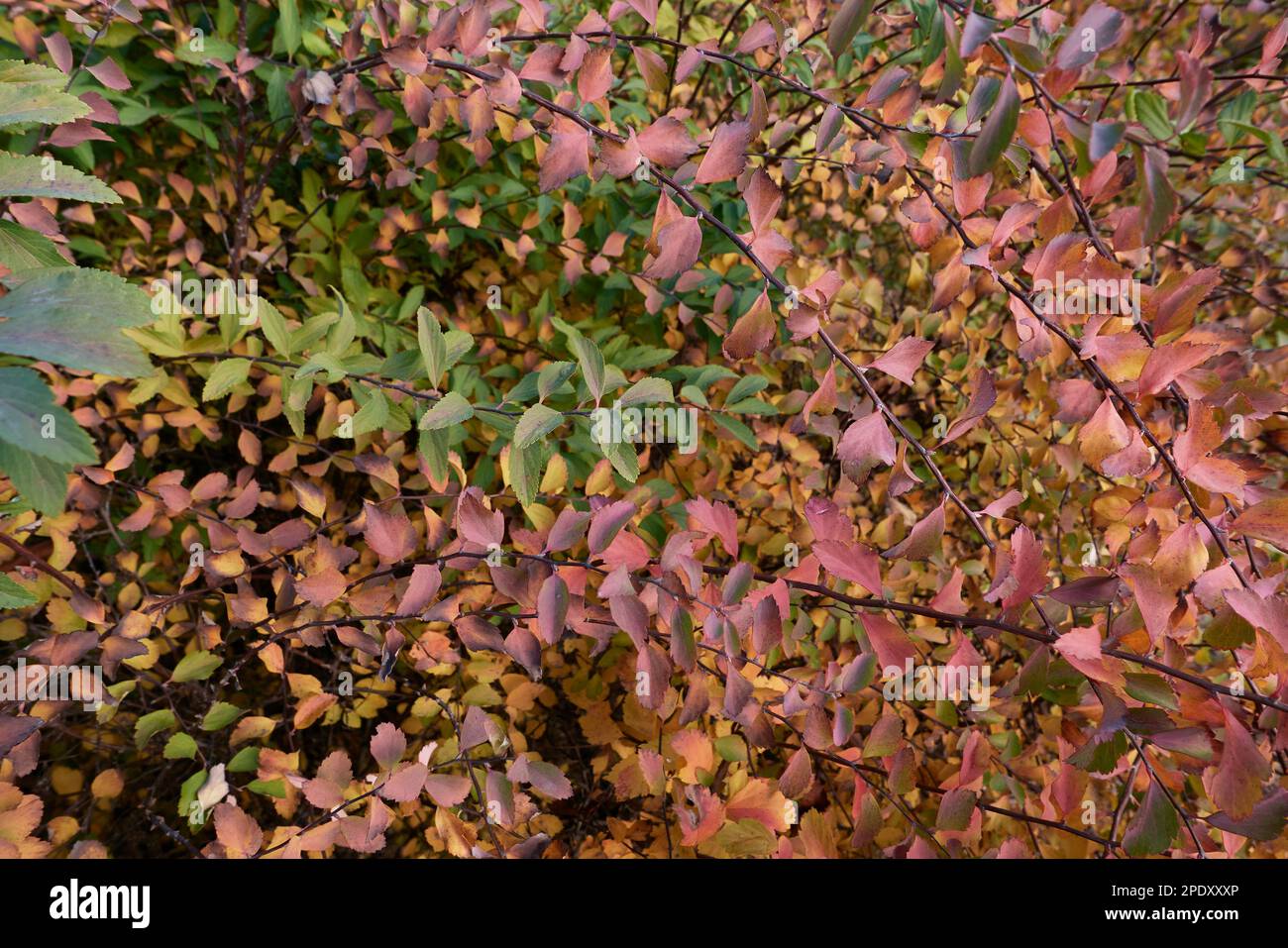Spiraea cantoniensis colorful leaves Stock Photo