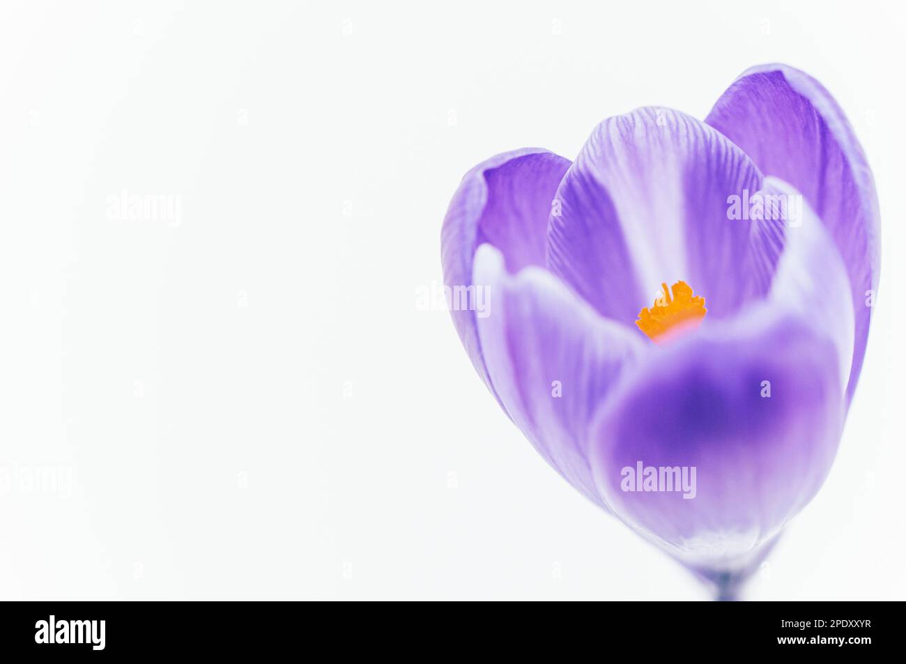 A closeup of a Crocus versicolor isolated on a white background. Stock Photo