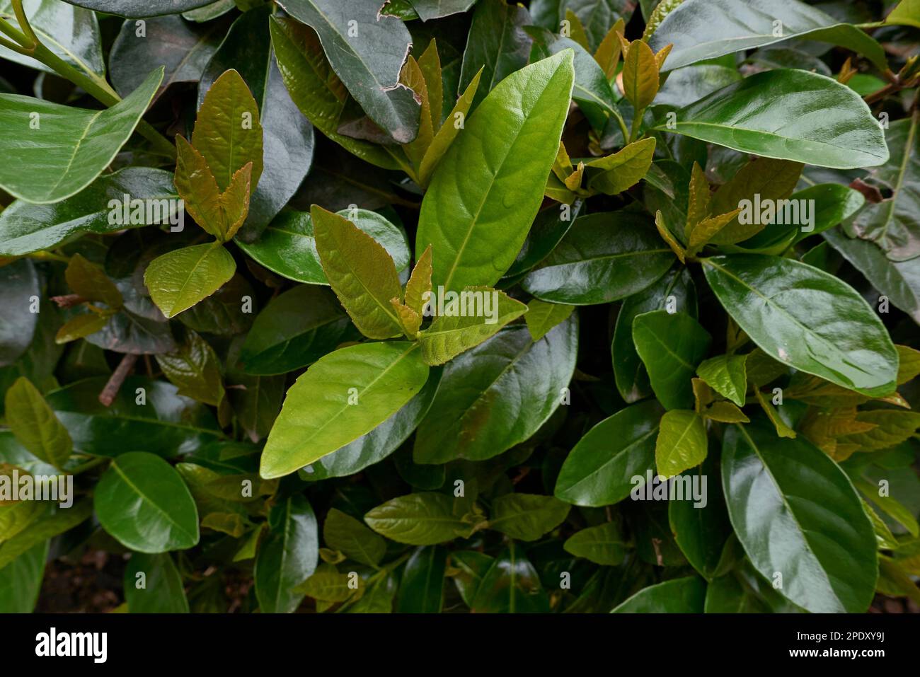 Viburnum odoratissimum lush foliage Stock Photo