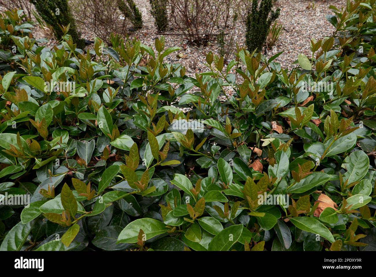 Viburnum odoratissimum lush foliage Stock Photo