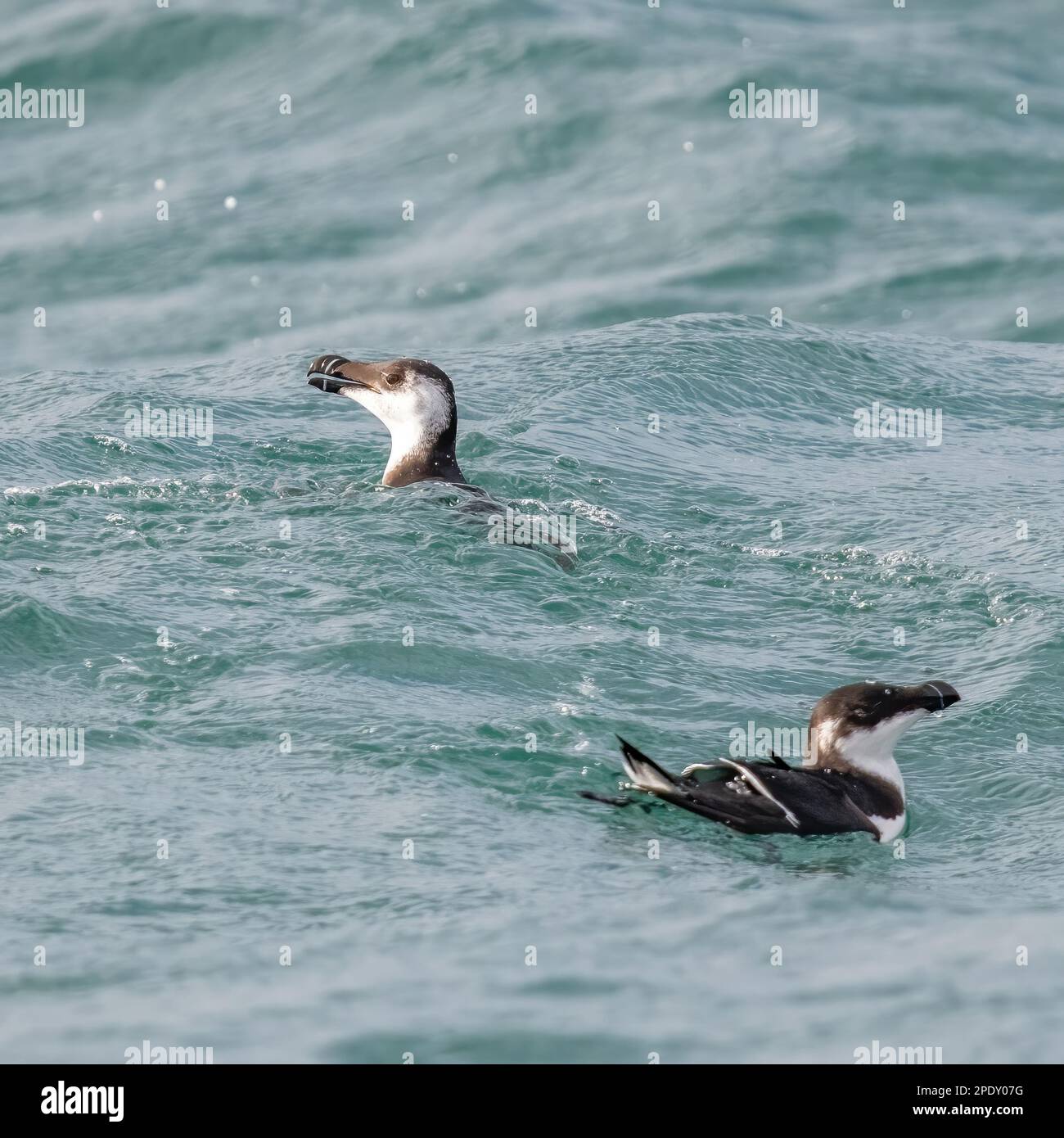 a close up of two Razorbill bird floating in the ocean Stock Photo - Alamy