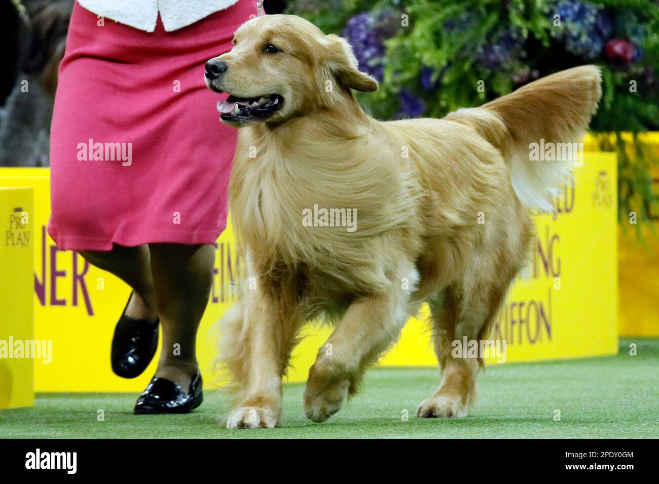 Golden hotsell top kennel