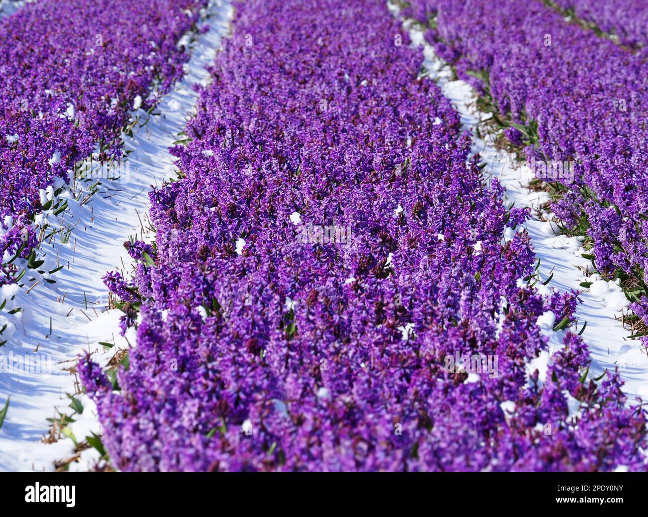 A stunning rural landscape with a large farm field of purple flowers ...