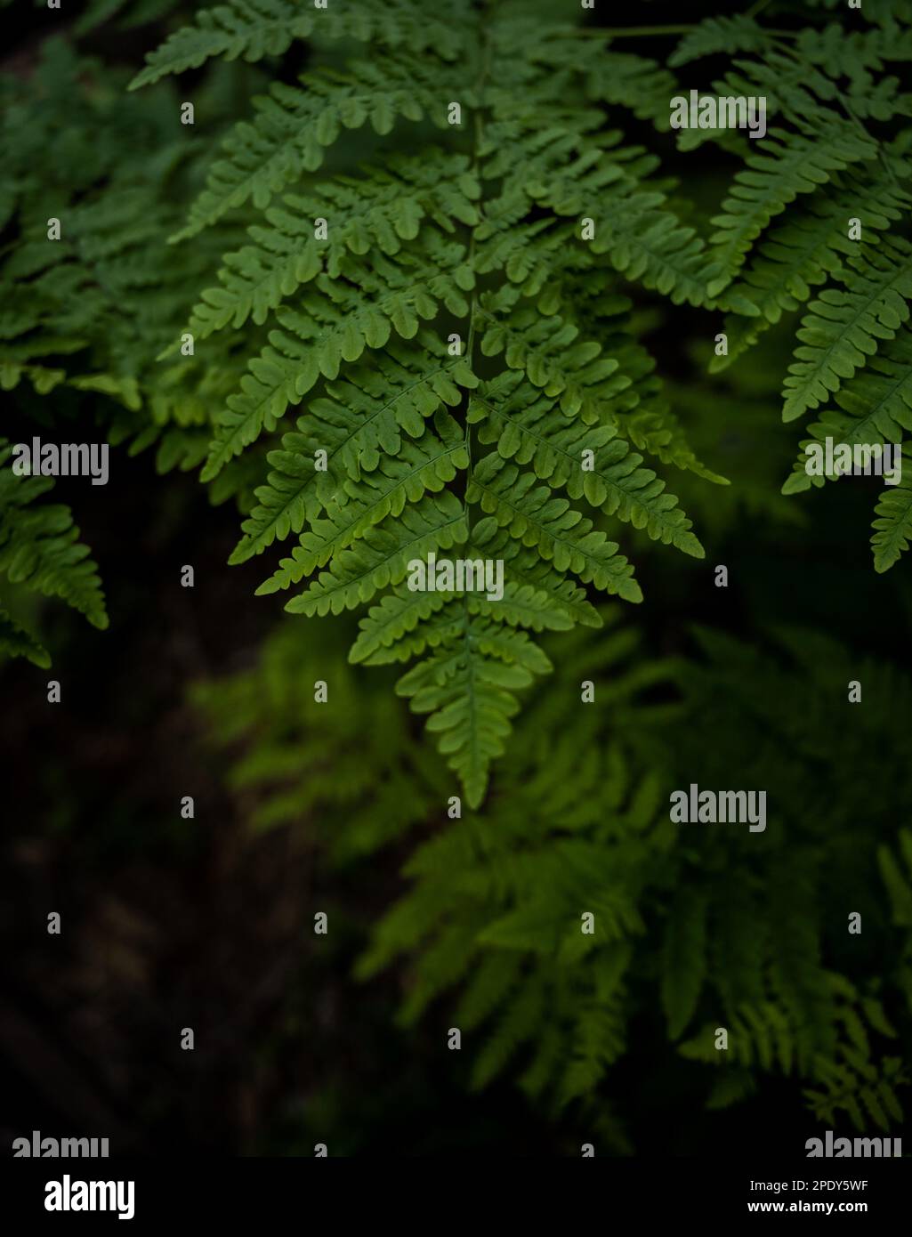 Bright Green Leaves of Fern Fade Into the Shadows Below in Kings Canyon