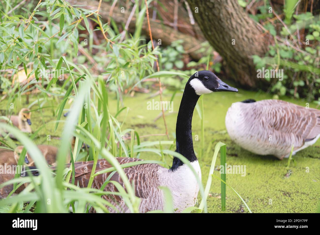 A duck family with several little ducklings on a lake or pond