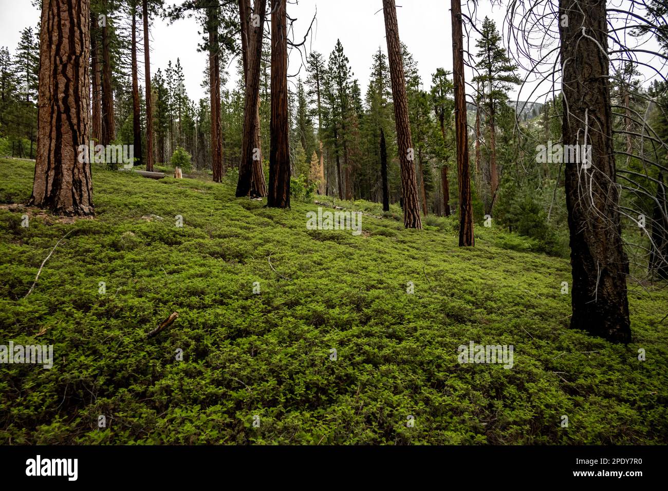 Bright Green Bushes Carpet The Forest Floor Around Lodgepole Pines in Kings Canyon wilderness Stock Photo