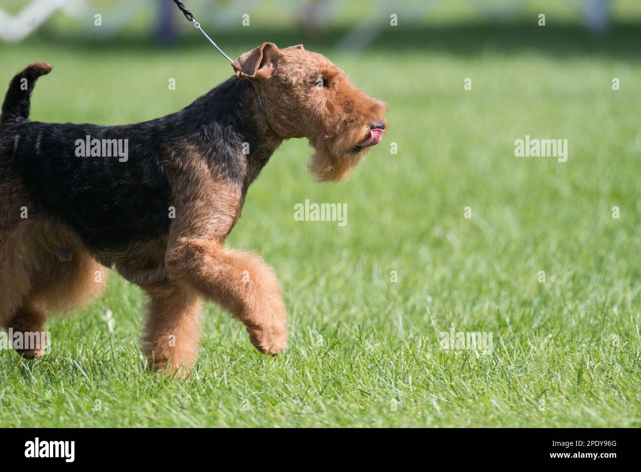 Medium size Terrier dog competing in the Terrier Group at a dog show Stock Photo