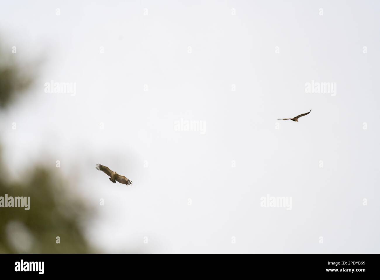 Couple griffon vulture flying close to the trees in a white sky Stock Photo