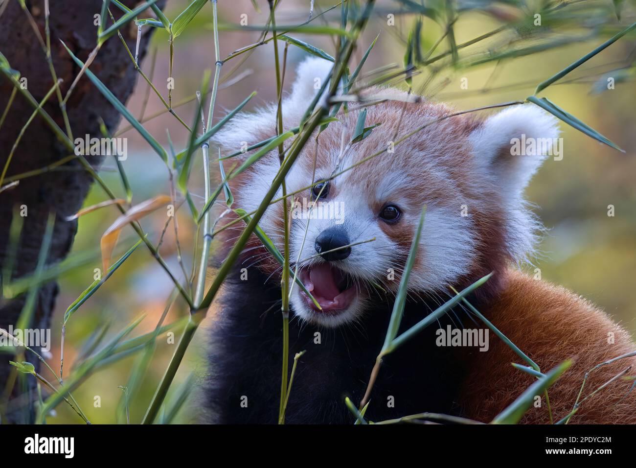 Ailurus fulgens, Red Panda Panda eats bamboo Stock Photo - Alamy