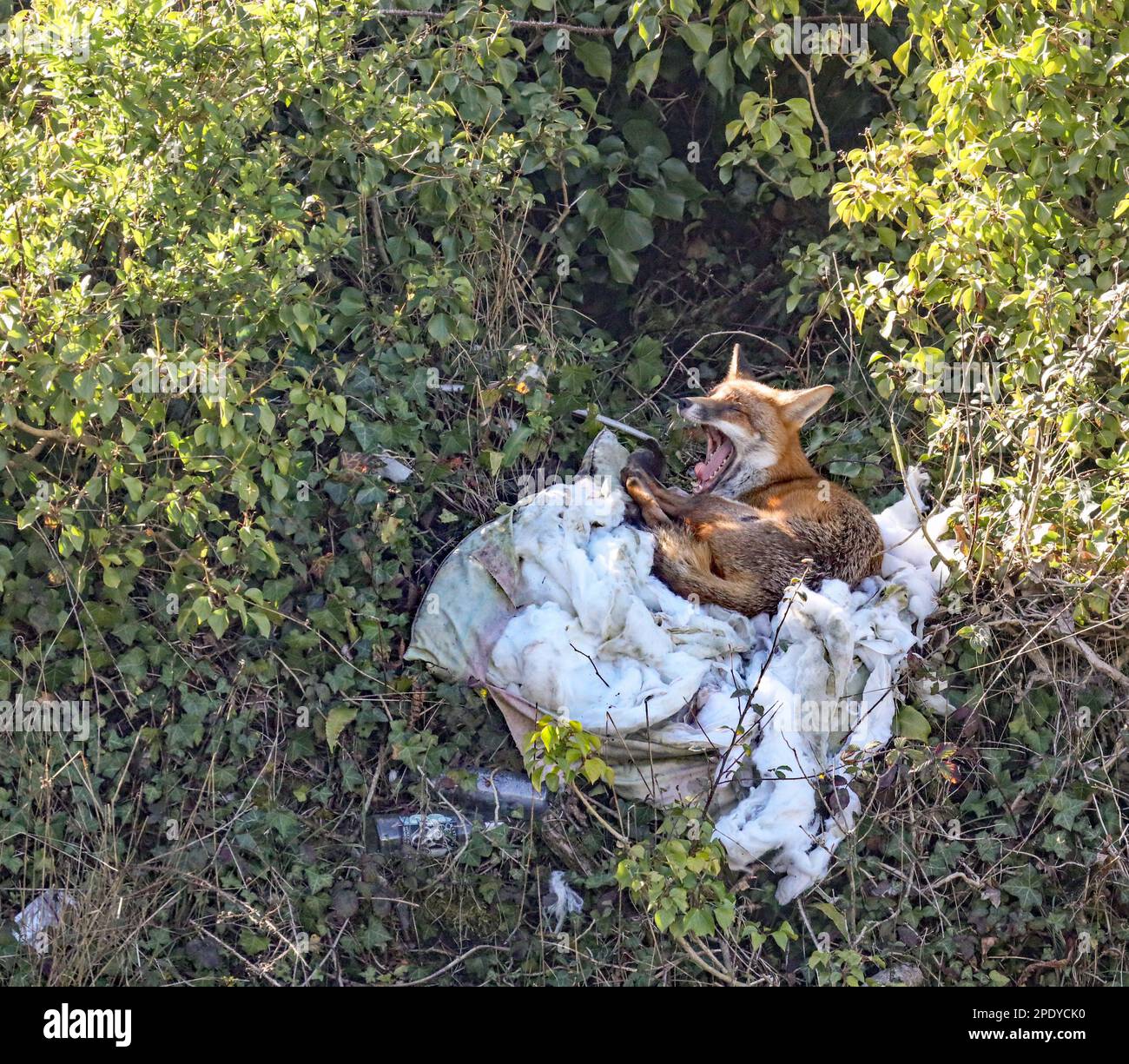An urban fox rests on a piece of fly tipped confort on the slopes of a disused railway cutting at Devonport Plymouth Stock Photo