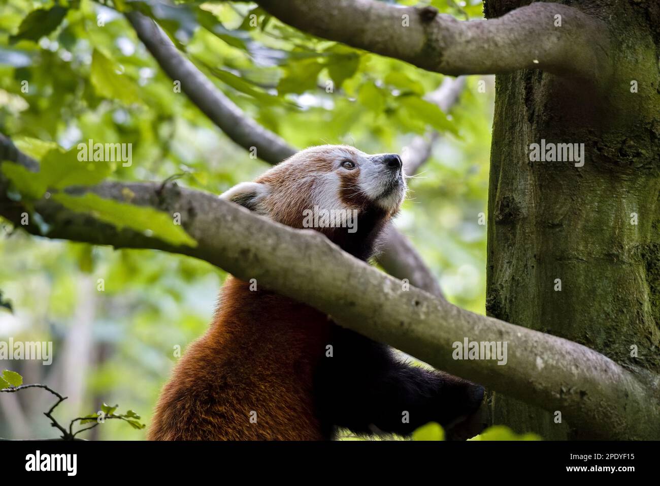Pittura Ad Olio Per Numeri YEESAM ART – Quadro Panda Rosso (Ailurus Fulgens) Su Tela Di Lino 40x50cm, Kit Fai Da Te Per Adulti E Bambini - 2