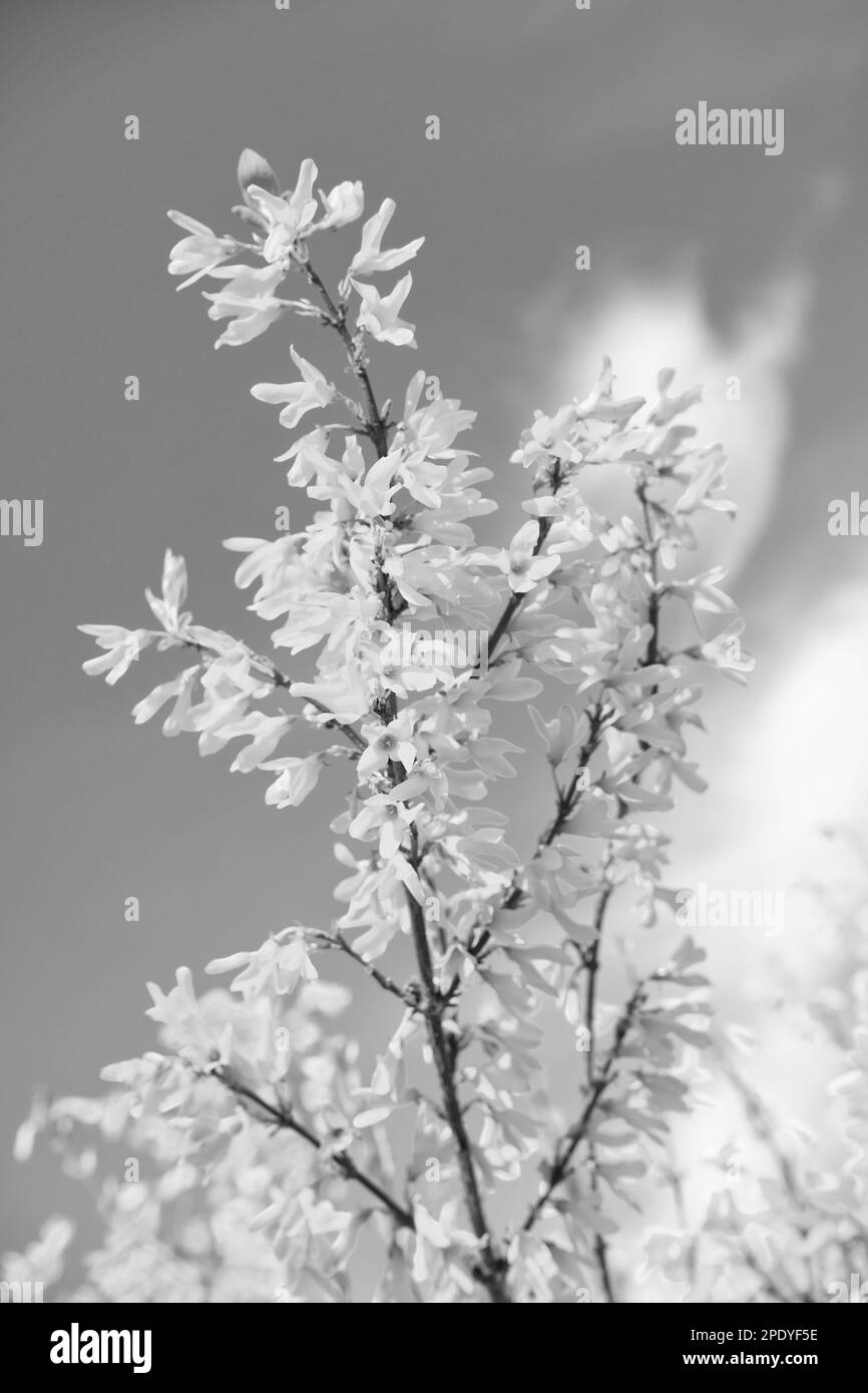 Blue flowering shrub Black and White Stock Photos & Images - Alamy