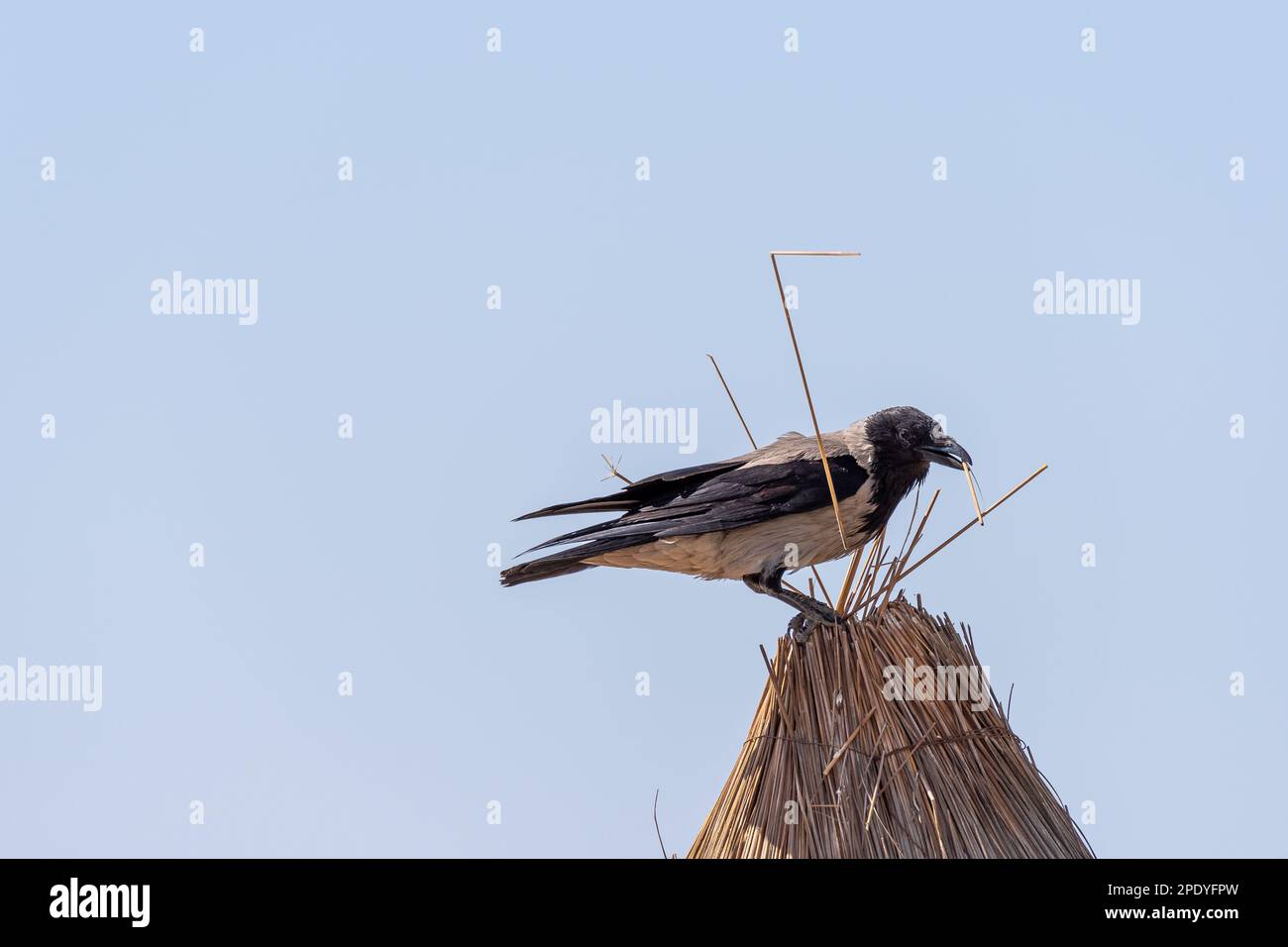 Playful hooded crow pulling straw pieces from umbrella at a beach Stock