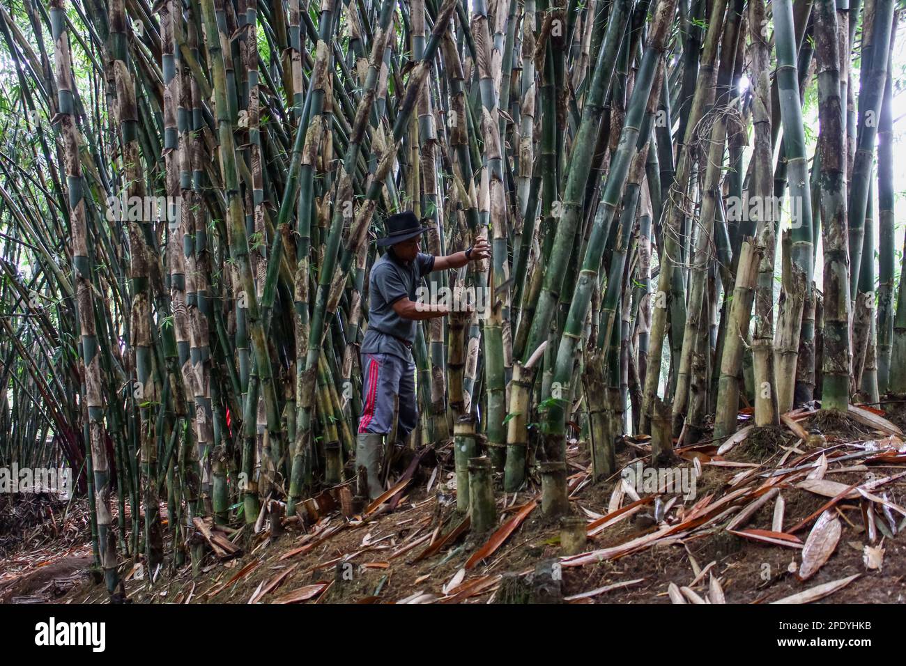 Bandung, West Java, Indonesia. 15th Mar, 2023. Staff take care of bamboo plants at the Udjo Ecoland bamboo forest in Bandung, West Java. Udjo Ecoland is one of the bamboo conservation areas that has 34 types of bamboo plants. The majority of the bamboo cultivated in this area is Gigantochloa atroviolacea or black bamboo which is commonly used as a material for musical instruments, furniture and household utensils. (Credit Image: © Algi Febri Sugita/ZUMA Press Wire) EDITORIAL USAGE ONLY! Not for Commercial USAGE! Stock Photo