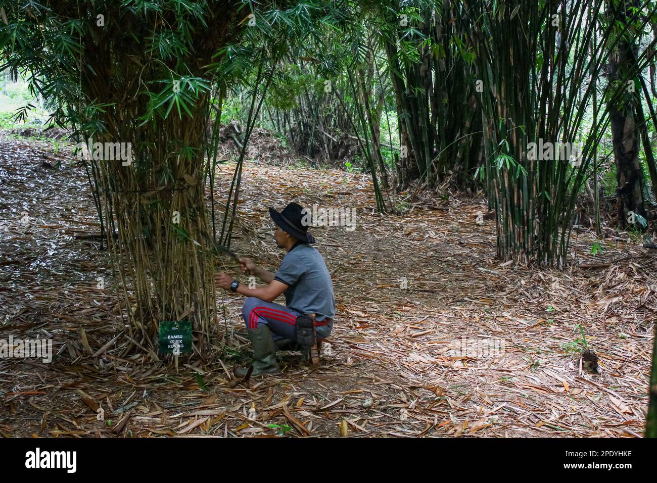 Bandung, West Java, Indonesia. 15th Mar, 2023. Staff take care of bamboo plants at the Udjo Ecoland bamboo forest in Bandung, West Java. Udjo Ecoland is one of the bamboo conservation areas that has 34 types of bamboo plants. The majority of the bamboo cultivated in this area is Gigantochloa atroviolacea or black bamboo which is commonly used as a material for musical instruments, furniture and household utensils. (Credit Image: © Algi Febri Sugita/ZUMA Press Wire) EDITORIAL USAGE ONLY! Not for Commercial USAGE! Stock Photo
