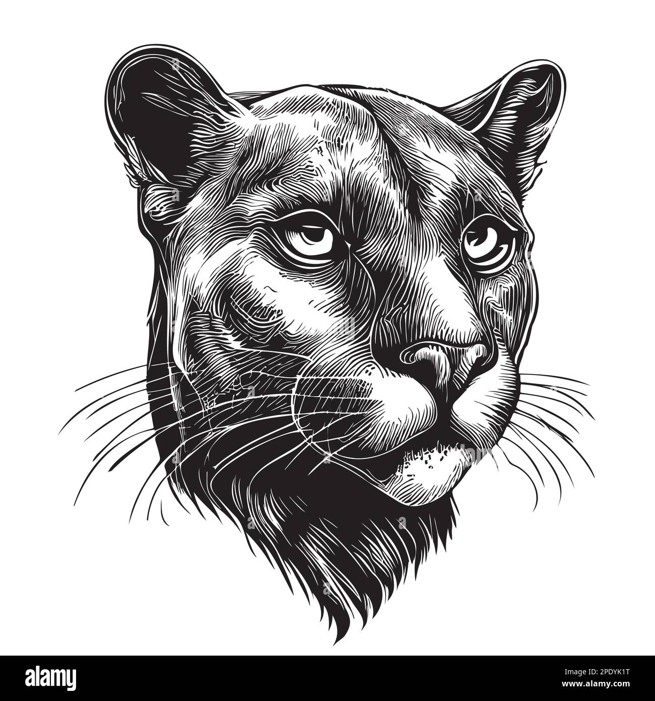 Black panther portrait hand drawn sketch illustration, Wild ...
