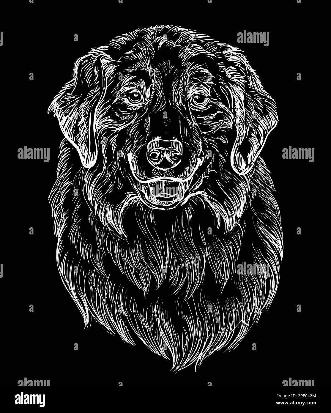 Hand drawn close up Australian Shepherd head in white color on a black background. Engraving vector illustration with a dog. For engraving, decoration Stock Vector