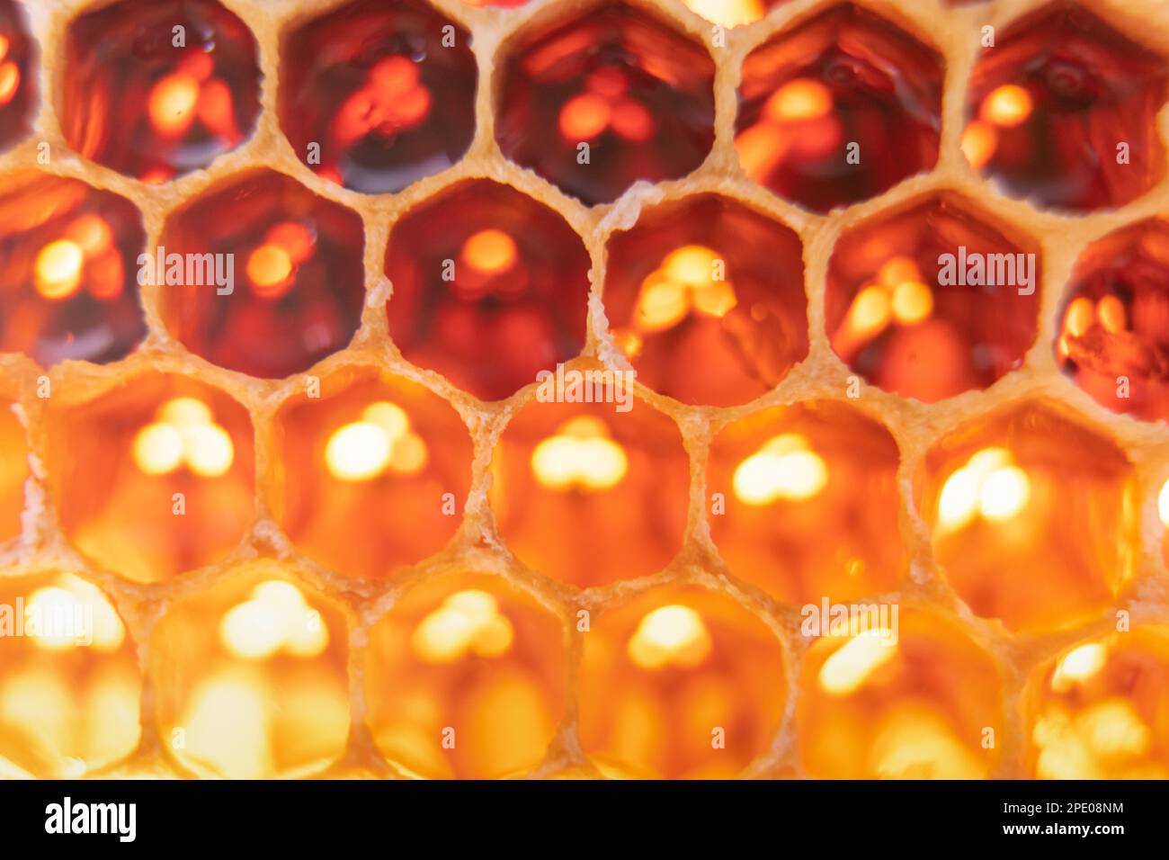 Close-up of bee honeycombs of geometric hexagonal shapes full of tasty honey reflecting light. Beekeeping, apiculture, bee farming, background Stock Photo