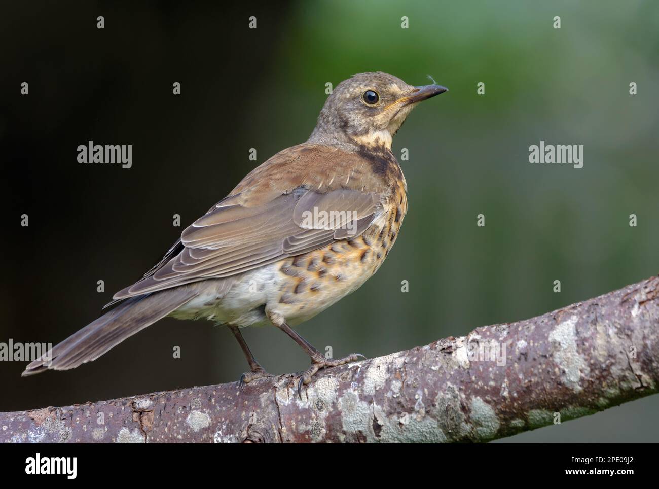 Young Fieldfare thrush (turdus pilaris) posing on middle branch in light overcast day Stock Photo