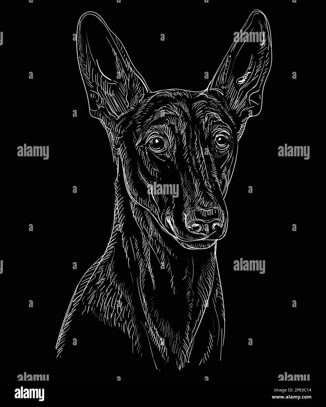 Hand drawn close up Pharaoh Hound head in white color on a black background. Engraving vector illustration with a dog. For engraving, decoration, desi Stock Vector