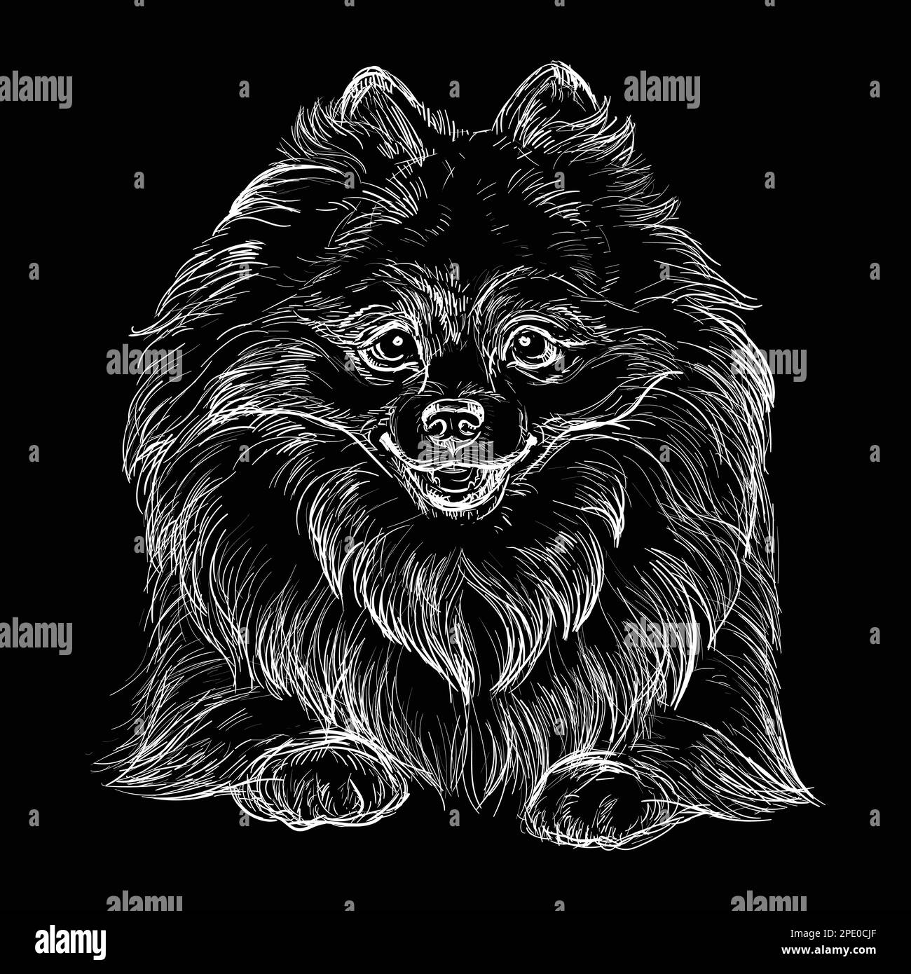 Hand drawn close up Pomeranian head in white color on a black background. Engraving vector illustration with a dog. For engraving, decoration, design, Stock Vector