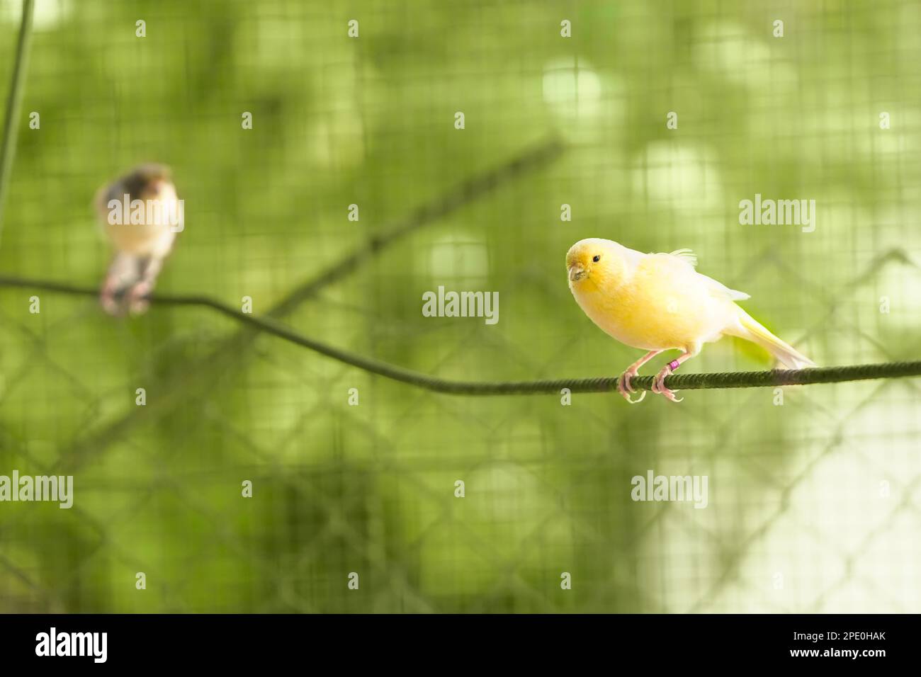 Canary bird inside cage feeding and perch on wooden sticks and wires