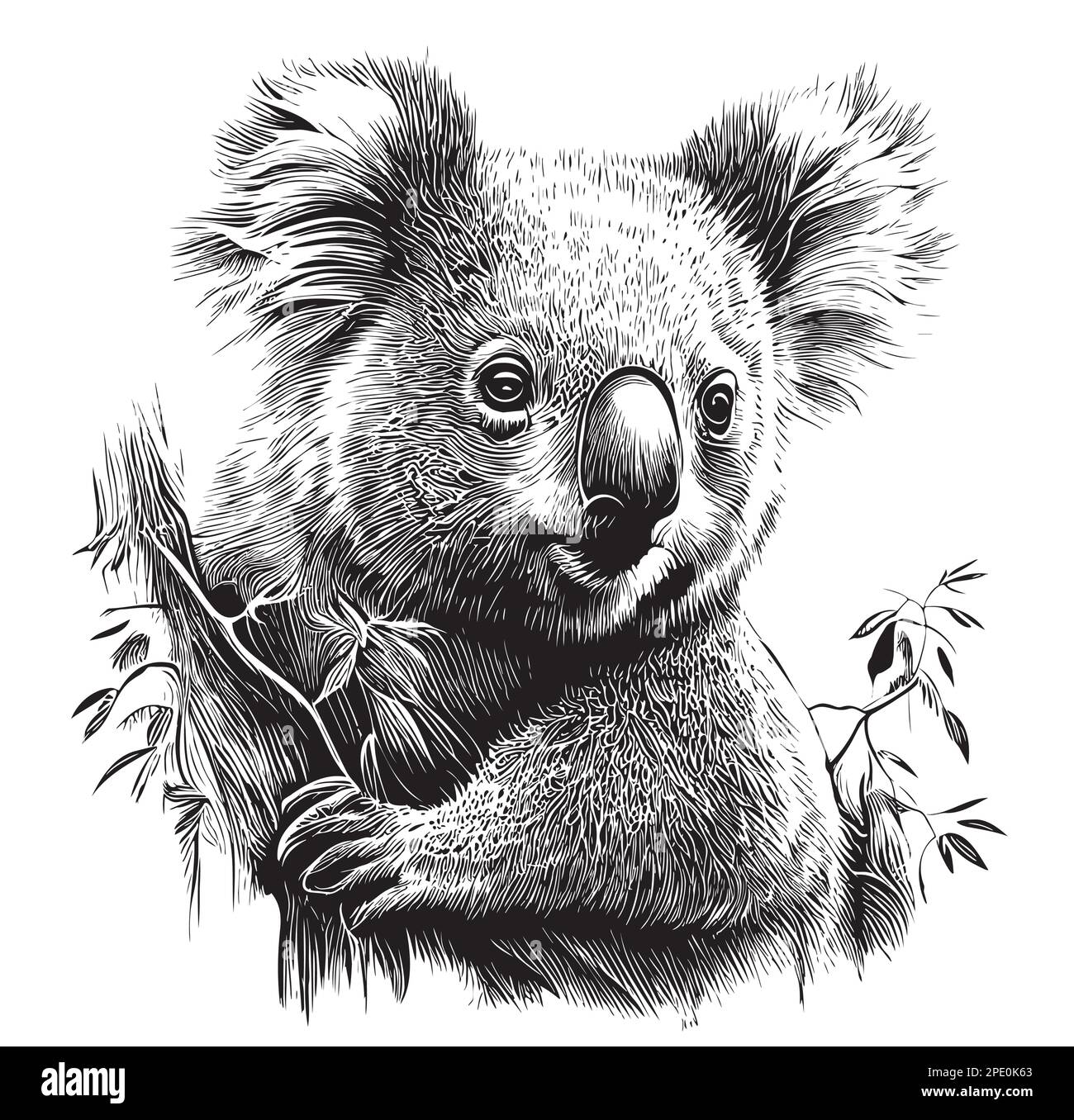 Koala portrait hand drawn sketch illustration, Wild animals Stock