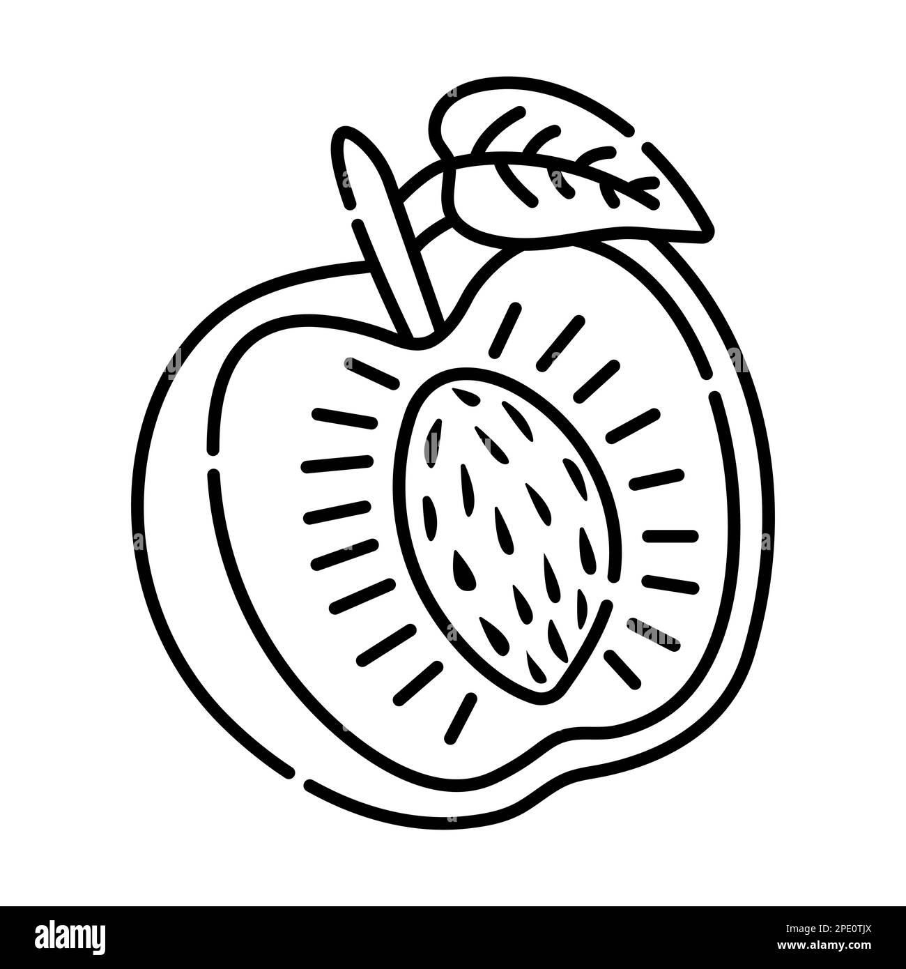 Apricot black and white vector line illustration Stock Vector Image