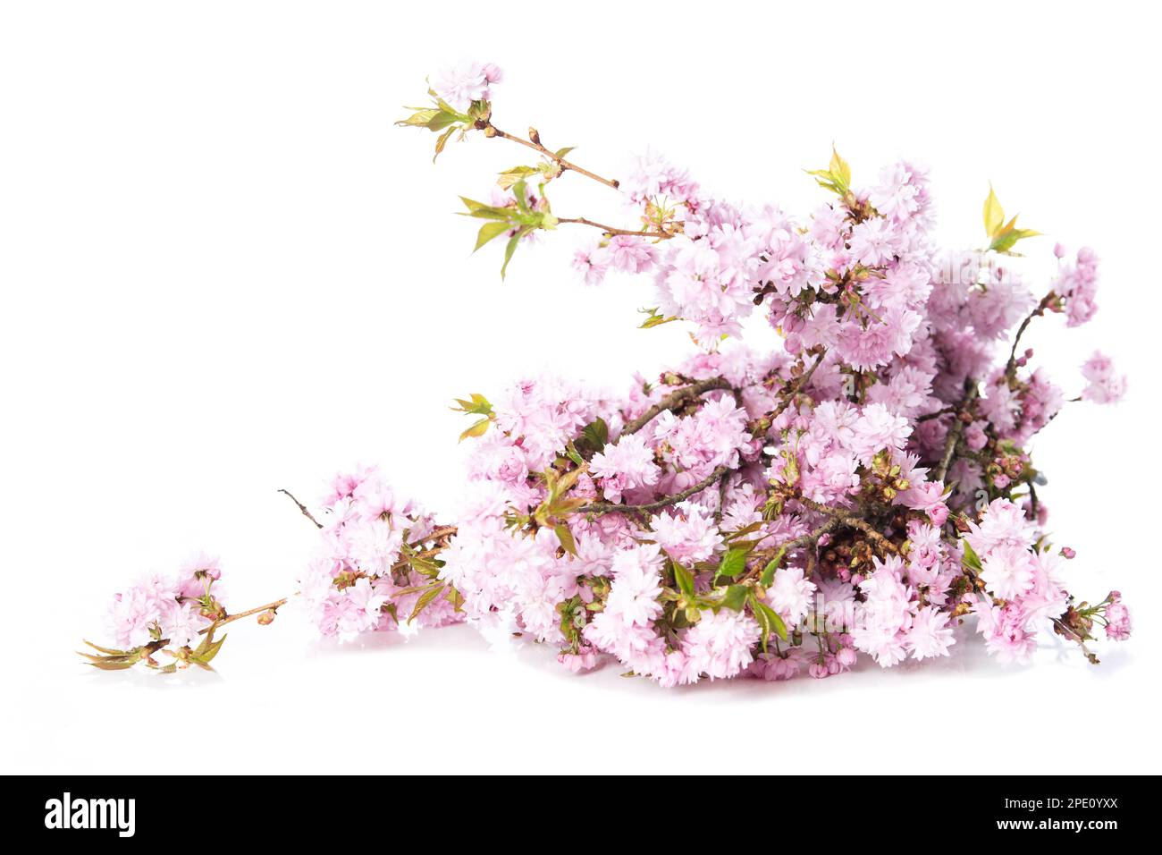 Pink cherry blossoms isolated on white background Stock Photo - Alamy
