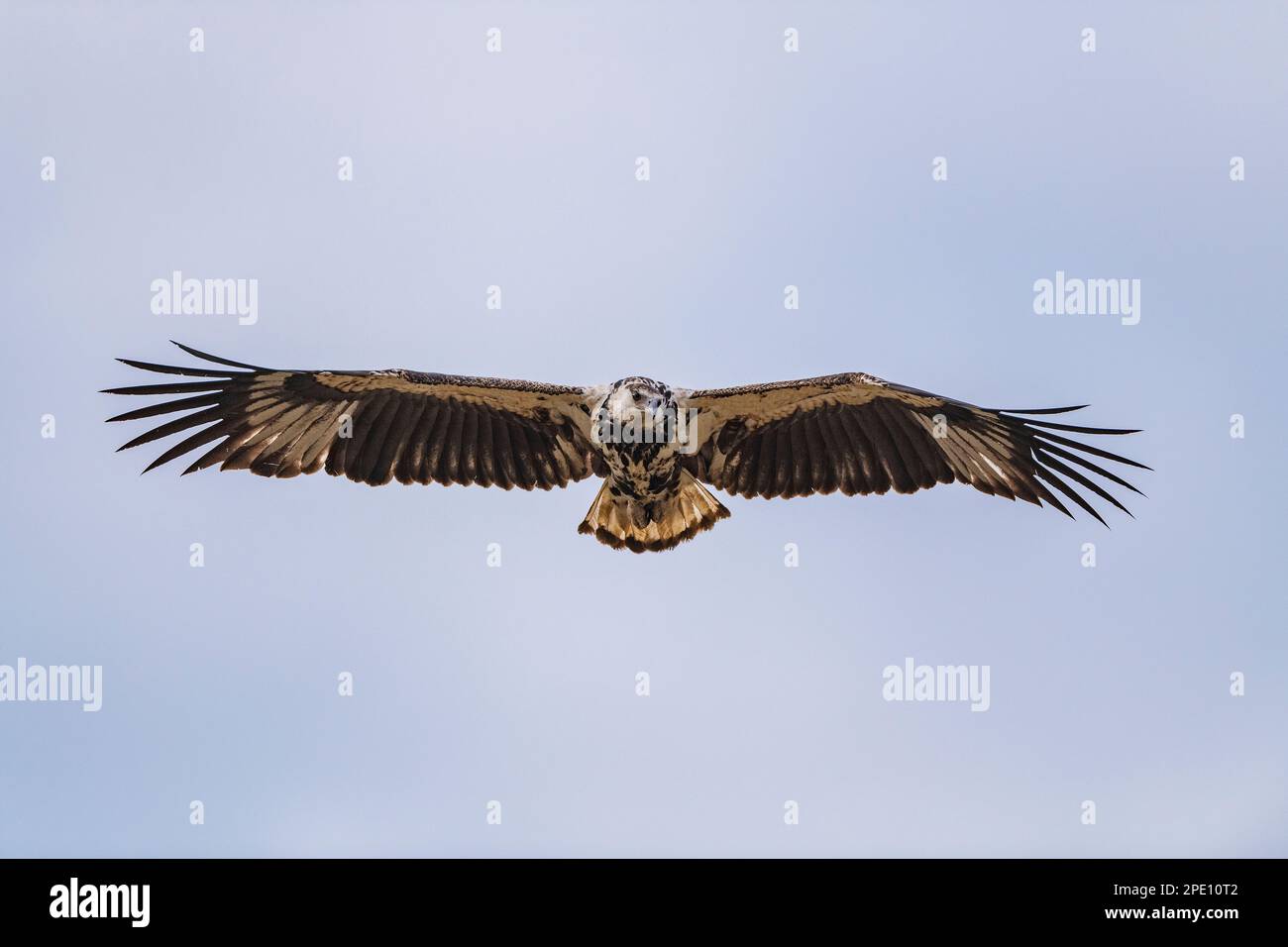 A juvenile African Fish Eagle is seen in flight in Zimbabwe's Hwange National Park. Stock Photo