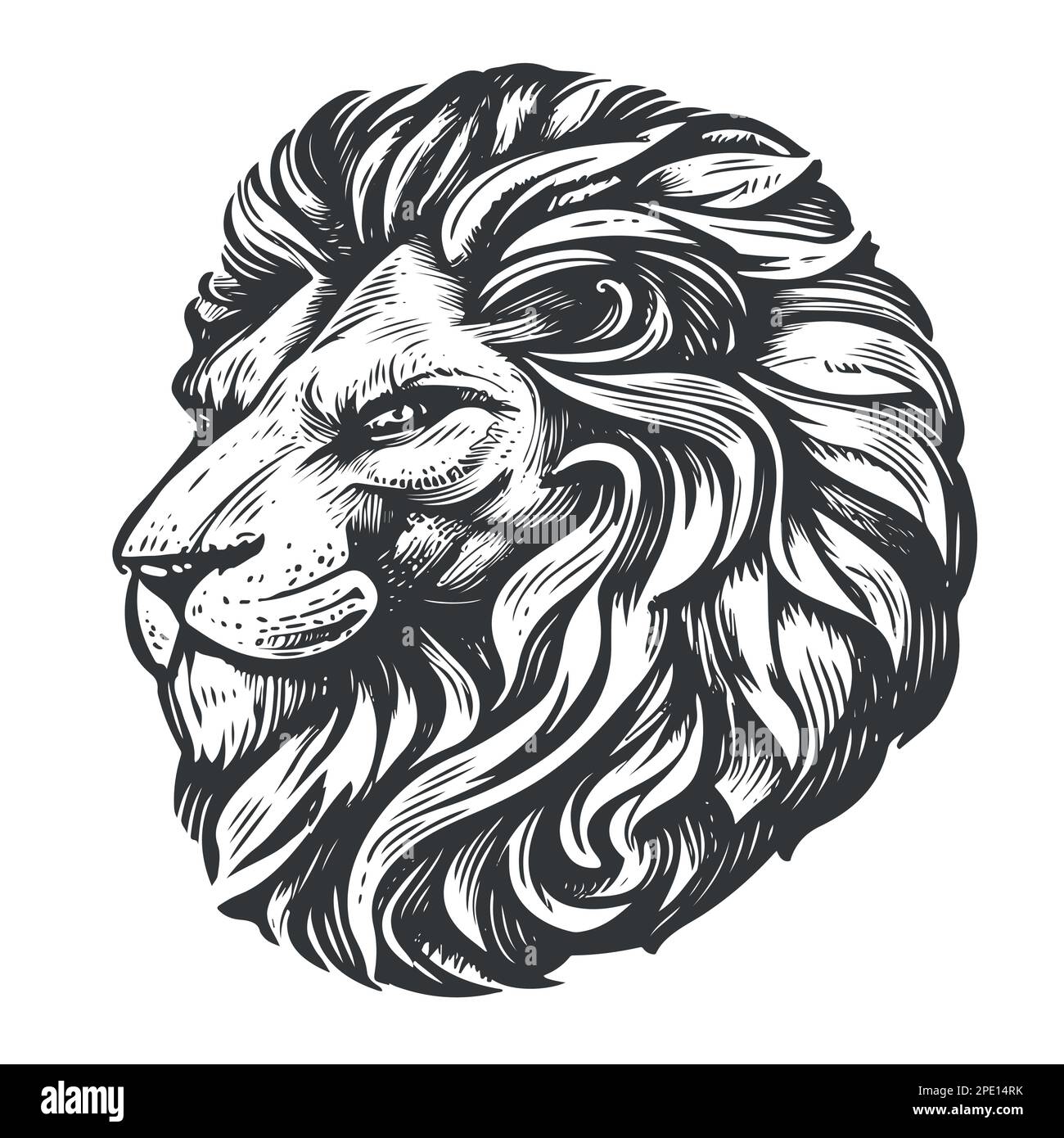 Lion portrait with mane, sketch style. Hand drawn animal head