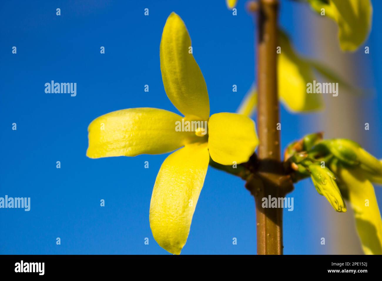 Blooming flowers of forsythia. Forsythia is a genus of flowering plants in the family Oleaceae - olive family. Spring natural sunny floral background Stock Photo