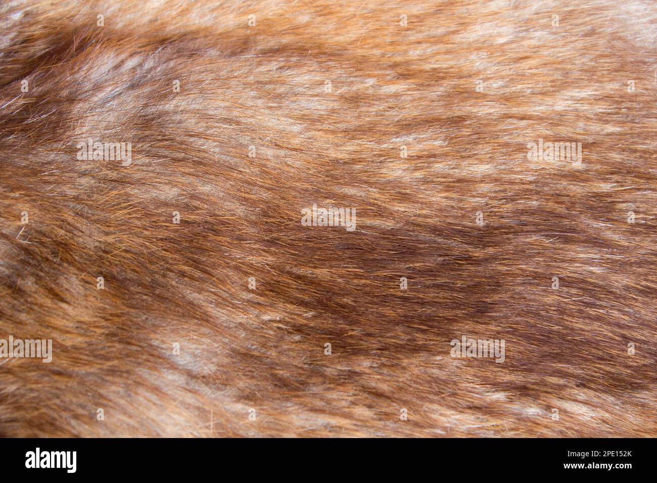 Natural fur brown background from animal to fur coat Stock Photo