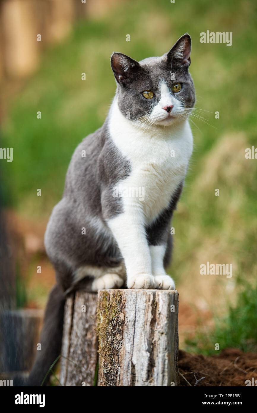 Domestic cat sitting on a fence post and looks into the distance Stock ...