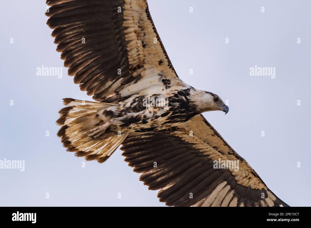 A juvenile African Fish Eagle is seen in flight in Zimbabwe's Hwange National Park. Stock Photo