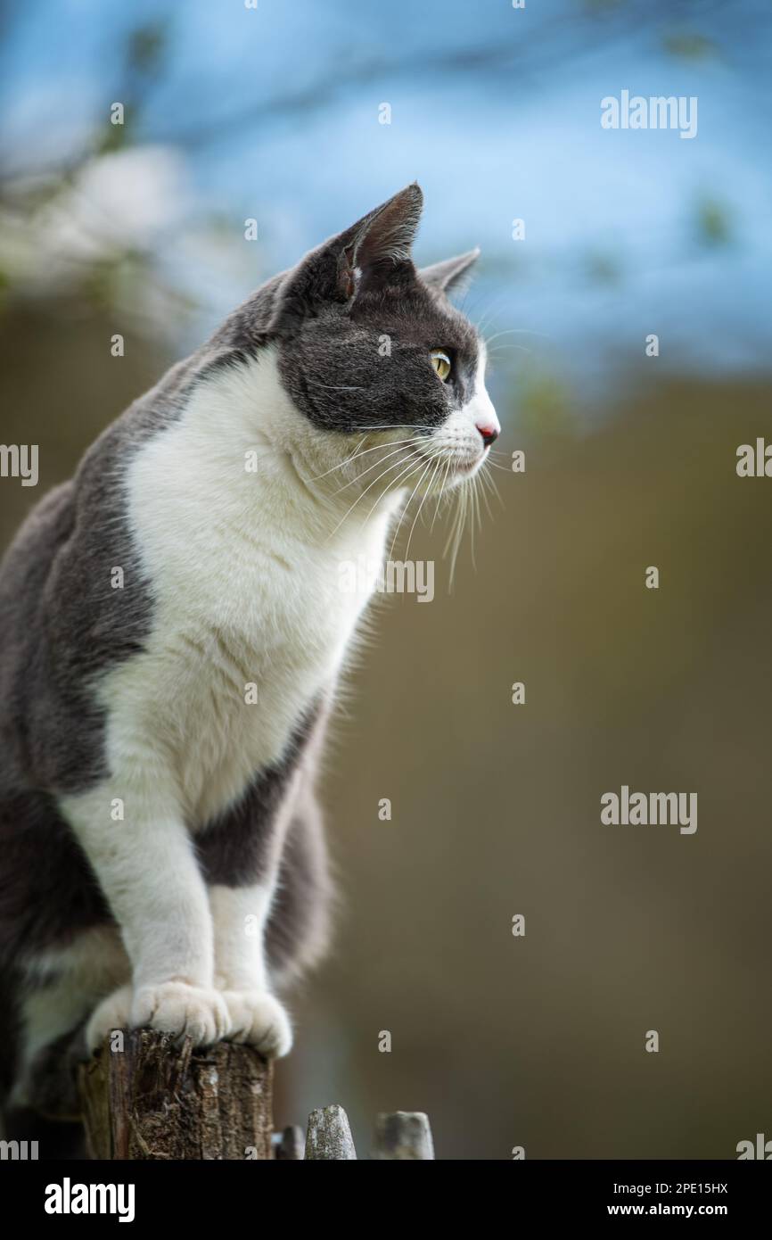 Domestic cat on a garden fence Stock Photo - Alamy