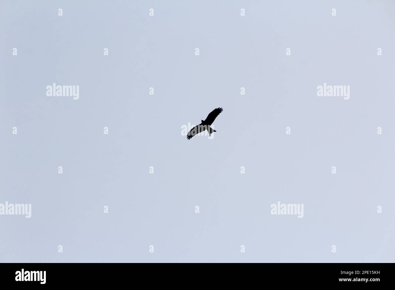 A stunning image of a bird soaring through the sky Stock Photo - Alamy
