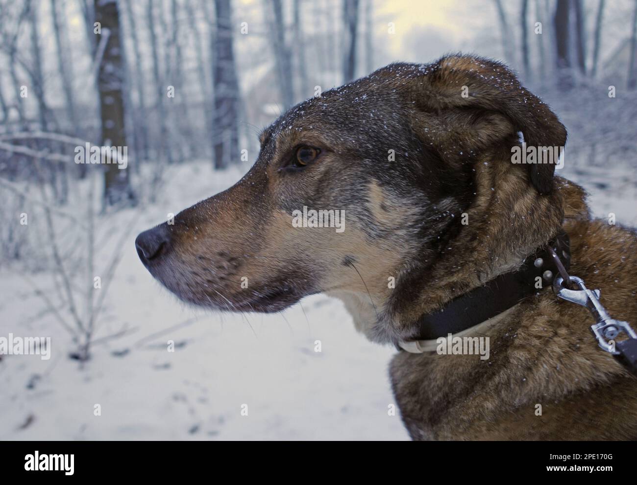 Portrait of a cross breed dog in the snow. Background: a wood in Germany Stock Photo