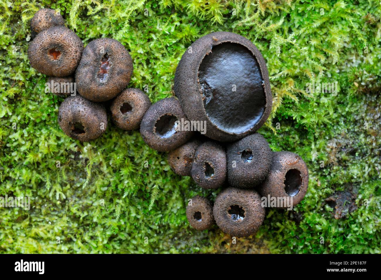 Black Bulgar Fungi (Bulgaria inquinans) growing on fallen, decaying beech trunks in damp decidious woodland, Berwickshire, Scottish Borders, Scotland, Stock Photo