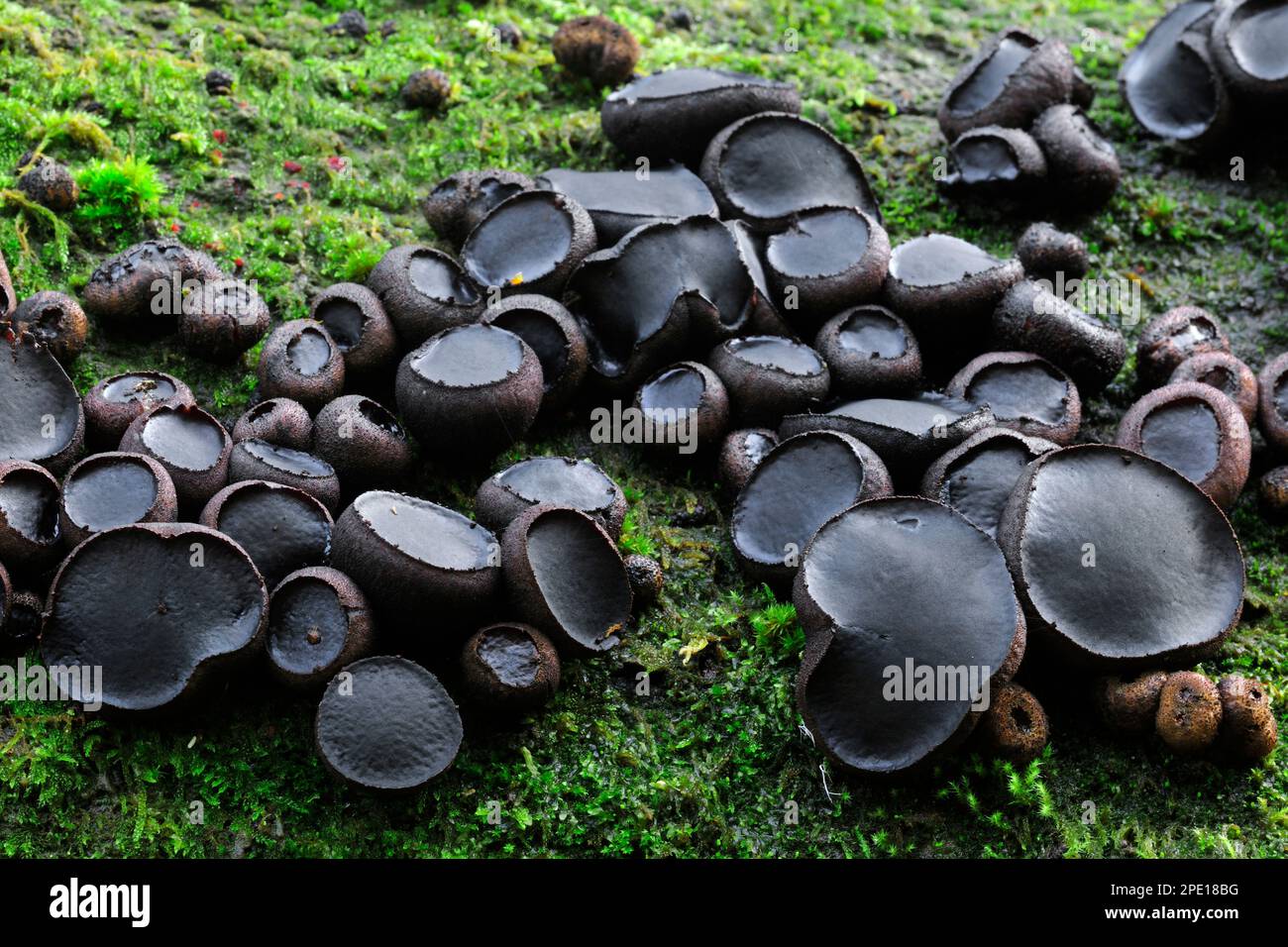 Black Bulgar Fungi (Bulgaria inquinans) growing on fallen, decaying beech trunks in damp decidious woodland, Berwickshire, Scottish Borders, Scotland, Stock Photo