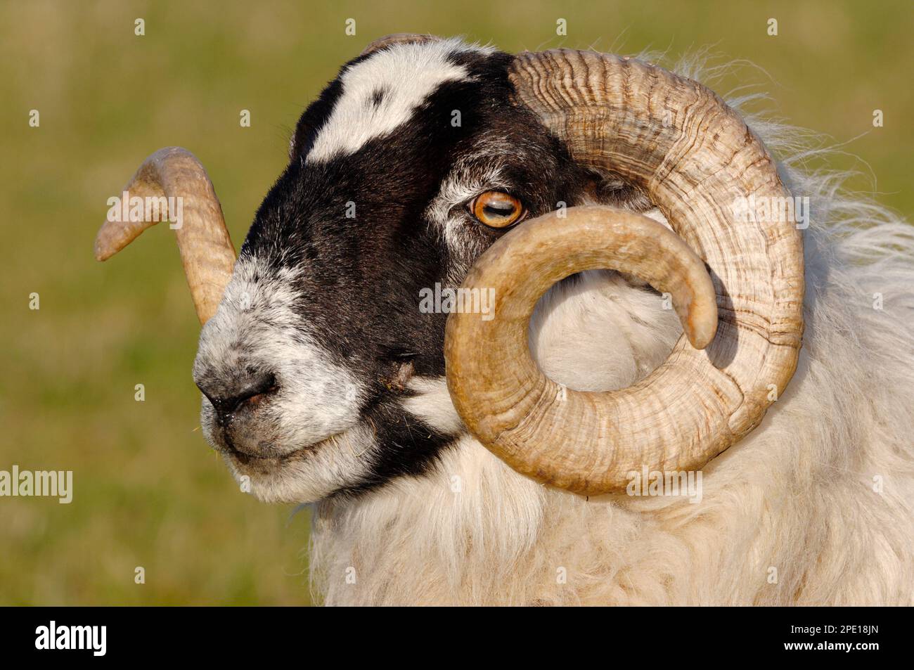 Close-up of a horned black sheep, Suoav k, Westfjords, Iceland