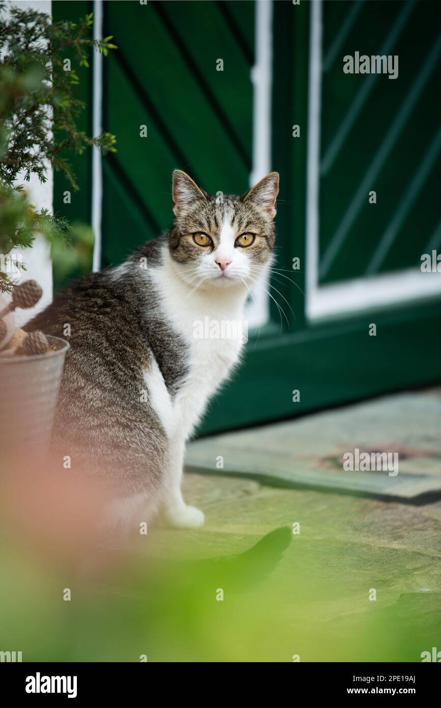 Domestic cat in front of a house looks to the camera Stock Photo - Alamy