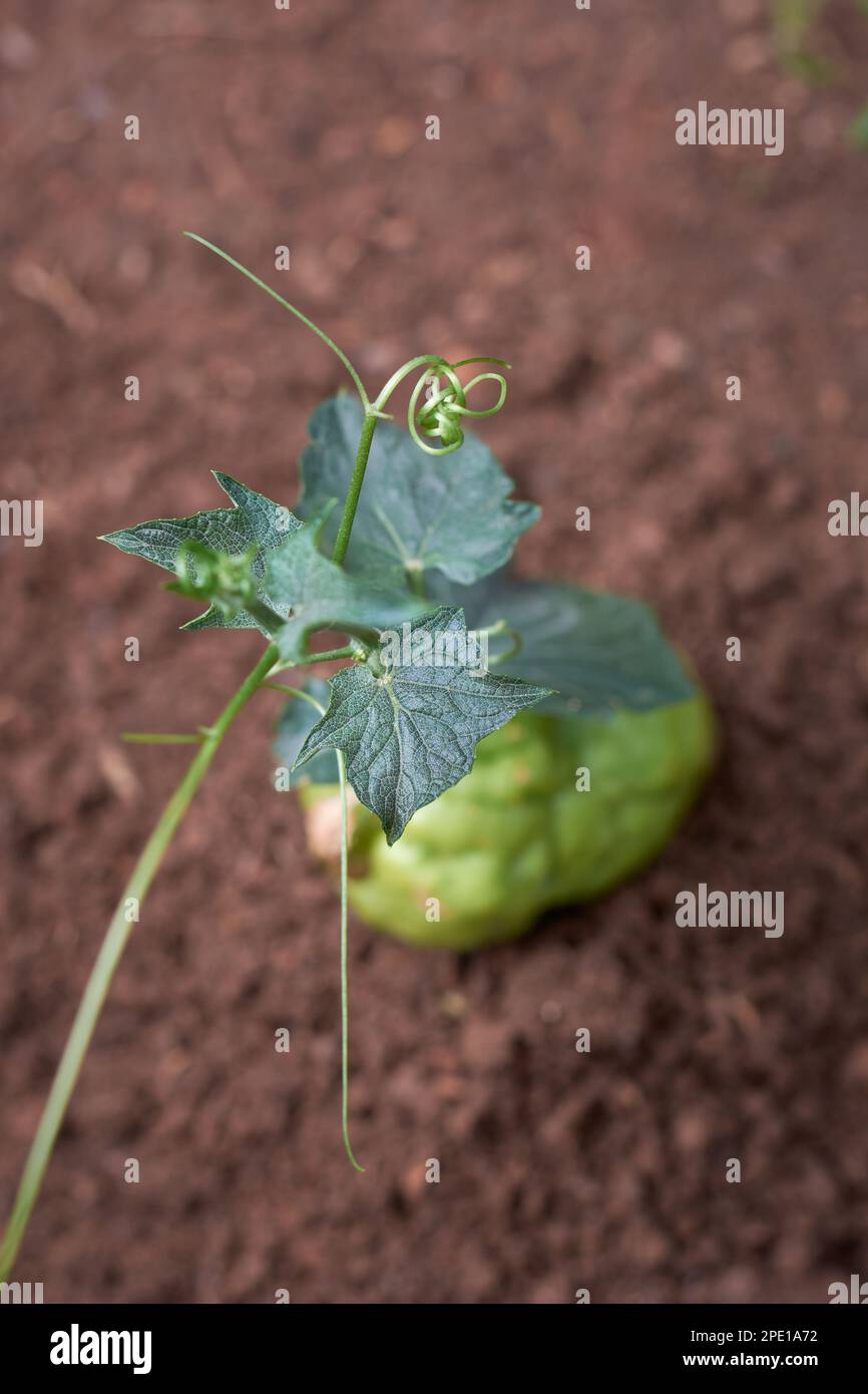 chayote or chow chow growing out from it's fruit, nutritious vegetable sprout in the natural garden background, selective focus with copy space Stock Photo